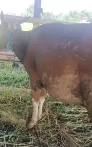 sapi qurban 16jutaan minimalis siap kurban murmer jenis sapi bima puas