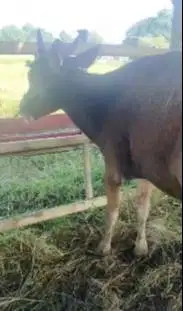 sapi qurban 16 jutaan murmer ekonomisan siap kurban 2025 minimalis top