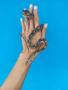 Motley tiger het albino