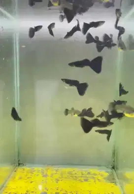 ikan guppy black moscow