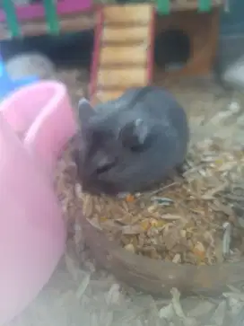 hamster campbell