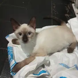 Kucing persia himalaya