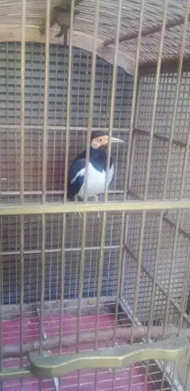 Burung jalak suren,jinak gasor banyak isiannya full set