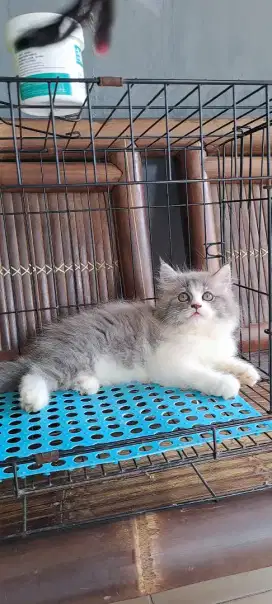 kucing anggora/ persia flatnose jantan/kucing persia jantan