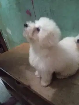 Tiny poodle jantan