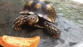 Tortois darat sulcata