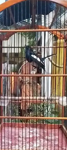 Burung kacer jinak cocok untuk ternak