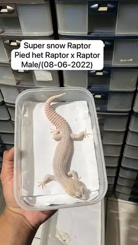Leopard gecko tokek pakistan