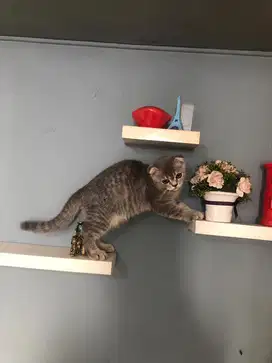 Scottish Fold Male