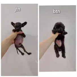 Poodle mix pom pompoo !!! No php