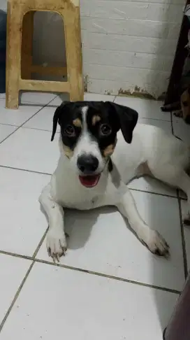 Dijual Anjing Kecil