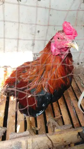 Ayam bangkok jantan dewasa