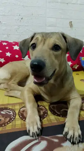 Dijual Anjing Kecil