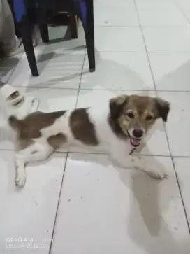 Dijual Anjing Kecil