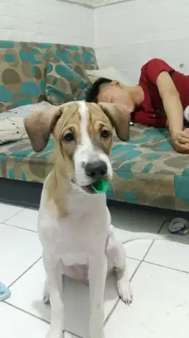 Dijual Anjing Kecil