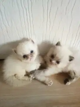 anak kucing himalaya
