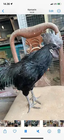 Ayam cemani lidah abu jantan