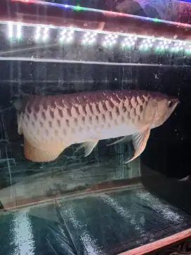 ikan arwana golden red