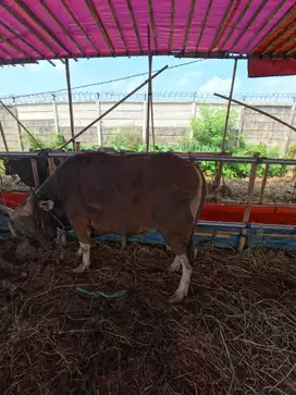 Sapi qurban murah, gratis ongkir + gratis biaya biaya