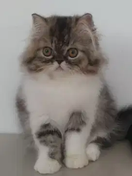 Kucing persia betina longhair