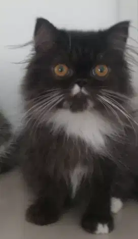 Kucing persia betina longhair