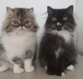 Kucing persia betina longgair