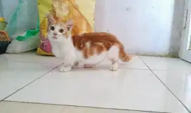 Kucing Munchkin