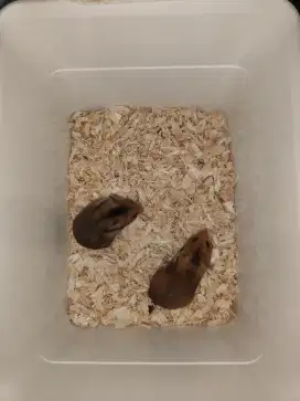 Hamster Syrian Semarang