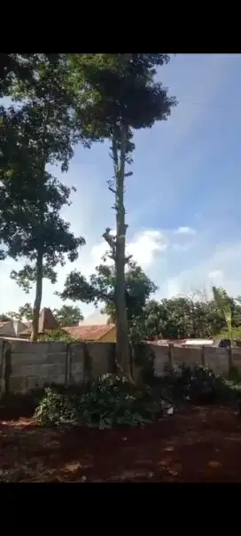 Jasa tebang pohon