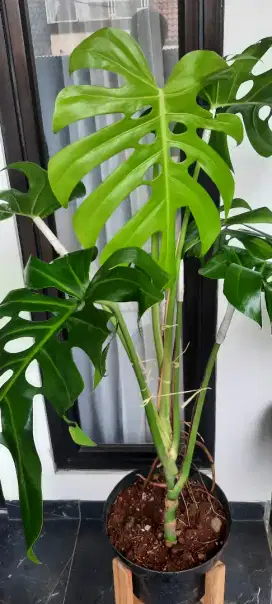 Tanaman Hias Monstera Deliciosa