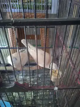 Burung puter lokal sepasang udh produksi