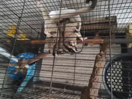 Sugar Glider Grey Borongan
