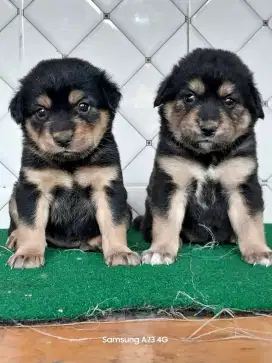 Anakan anjing ras mix