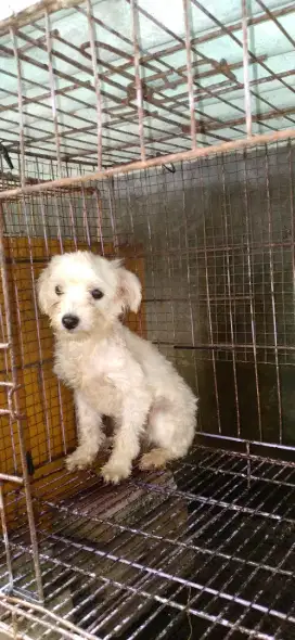 Mini Shipoo Lucu
