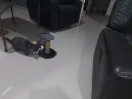 Sepasang kucing BSH, jantan n betina (lagi hamil)
