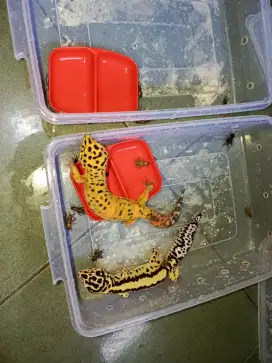 2 Gecko Leopard, Size 20Cm.