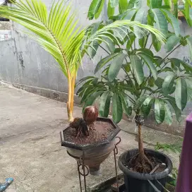 Bonsai kelapa gading