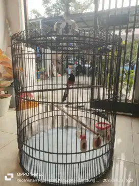 Burung murai Medan harian gacor