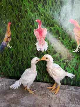 Aseel Parrot ori