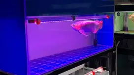 Ikan Arwana SR Super Red 48cm