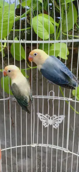Lovebird PB Ewing Prediksi sepasang