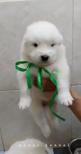 Open booking puppies Samoyed