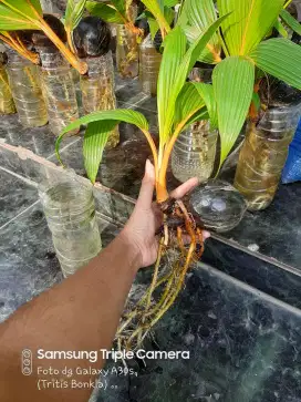 Bibit Bonsai Kelapa Gading