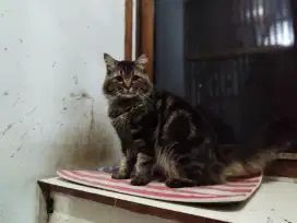 Kucing jantan mainecoon