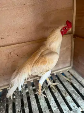 Pacek aseel parrot