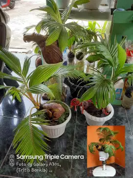 Bonsai Kelapa Gading Karakter