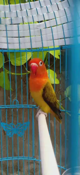 Lovebird Biola ewing gold