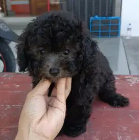 Silver dan Red Toy Poodle Stamboom