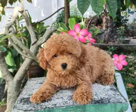 Red Toy Poodle Betina Stamboom
