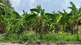 Freehold - Prime Land for Sale in Berawa, Canggu, Bali - Ideal for Vil